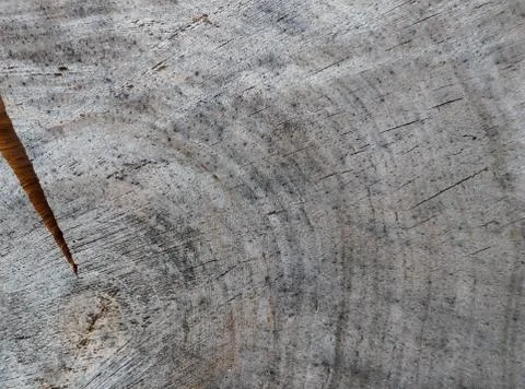 Background from cross section of tree trunk. Abstract texture from the rings  Foto stock