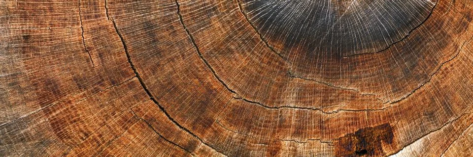 Background from cross section of tree trunk oak, panorama Stock Photos
