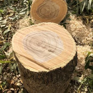 Background Cross section of tree trunk showing growth rings Stock Photos