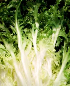 Background of Curly Endives Leafs Stock Photos
