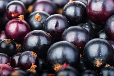 Background of currant Stock Photos