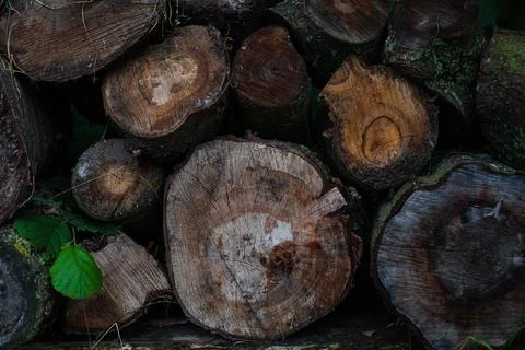 Background of cut down trees. Foto stock