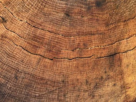 Background from a cut of an old oak tree. Brown wood texture Stock Photos