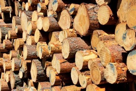 Background of Cut Pine Logs Stock Photos