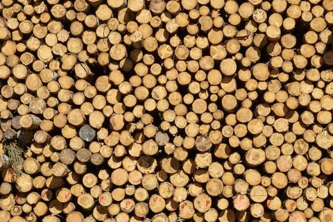 Background of cut pine logs Stock Photos