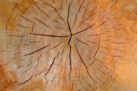 A background from a cut tree stump.	 Stock Photos