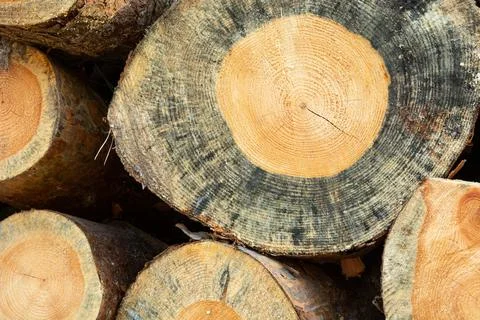 Background with cut trees lying on a pile Stock Photos