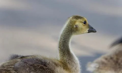 Background with a cute chick of Canada geese Stock Photos
