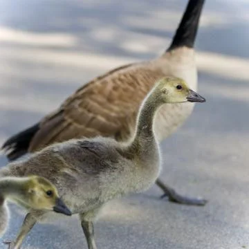 Background with a cute chick of Canada geese Stock Photos
