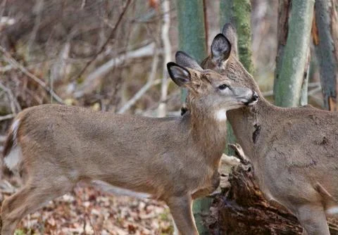 Background with the cute pair of deers Stock Photos