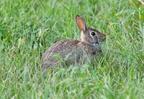 Background with a cute rabbit sitting in the grass Stock Photos