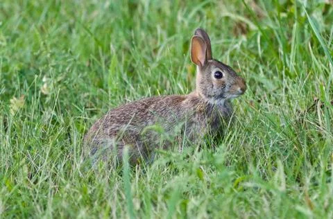 Background with a cute rabbit sitting in the grass Stock Photos