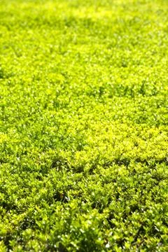 The background of cypress Stock Photos