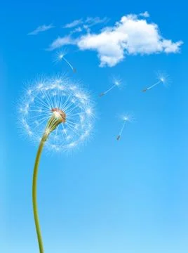 Background with a dandelion in front of a blue sky. vector. Stock Illustration