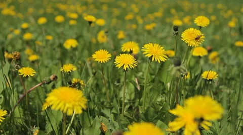 Background From Dandelion, Movement of a Camera is Glide, Stock Footage 37731550