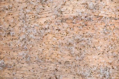Background of dandelion seeds on a table Stock Photos