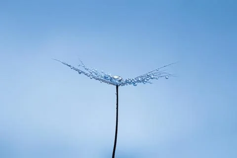 Background of dandelion with water drops. Stock Photos