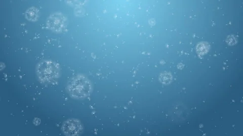 Background with dandelions seed on a blue background with highlights and light. Stock Footage 303435320