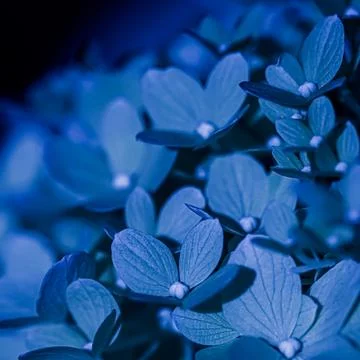 Background of dark blue petals of Hydrangea or Hydrangea. Soft focus Stock Photos