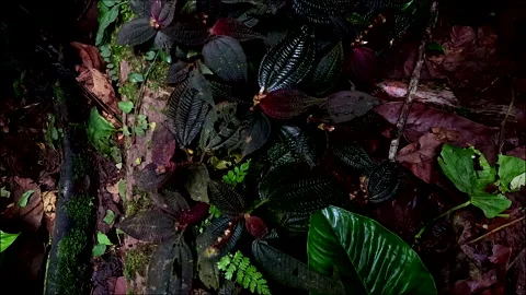 Background of dark colored tropical leaves Stockbeeldmateriaal 336930553