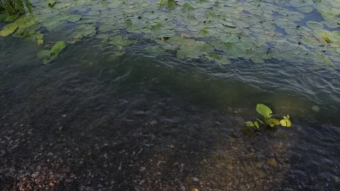 Background dark dirty water in the river with Stock Footage 115962310