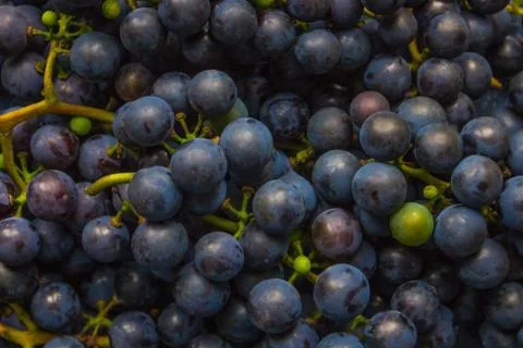 Background of dark grapes. Stock Photos