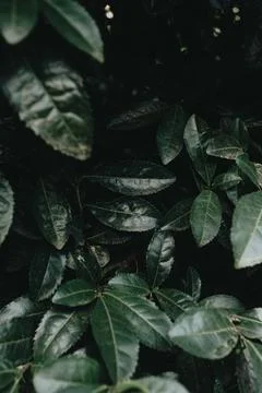 Background with dark leaves with copy space relax moody concept Stock Photos