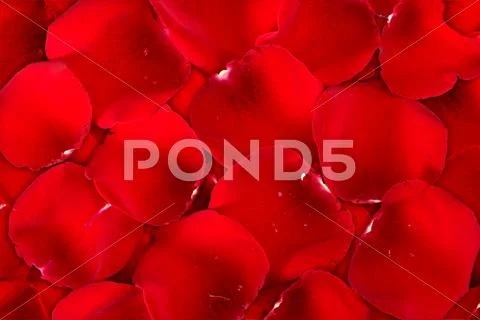 Background dark red of rose petals Stock Photos