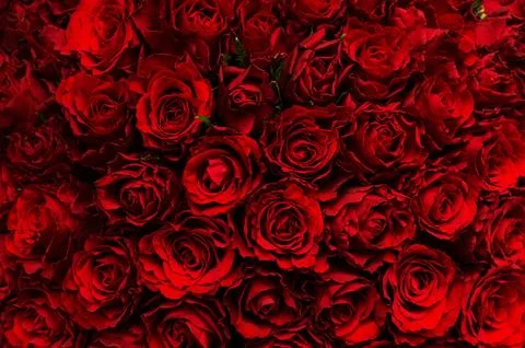 Background of dark red roses Stock Photos