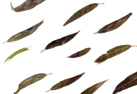 Background of dark spread dry willow leaves Stock Photos