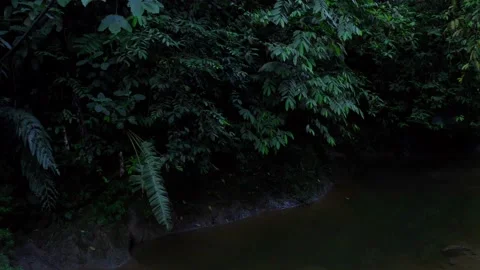Background of a dark waterbody lined with trees with dark colored leaves Stock Footage 151280010