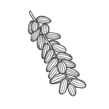 Background with date fruit Иллюстрация