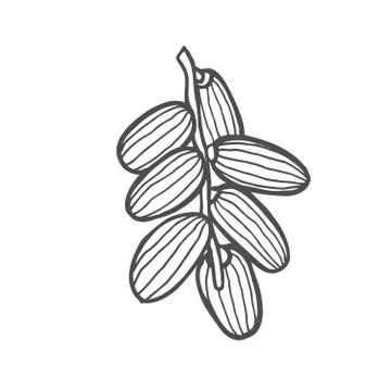 Background with date fruit Stock Illustration