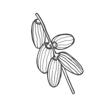 Background with date fruit Stock Illustration