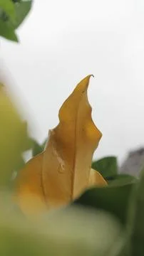 Background daun 库存照片