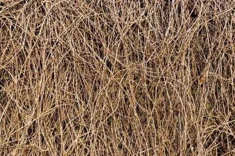 Background of dead branches of bushes Stock Photos