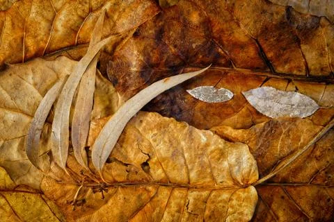Background of dead leaves of different shapes, sizes and colours Stock-Fotos