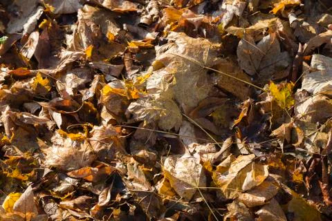 Background of dead leaves. Fotos Stock