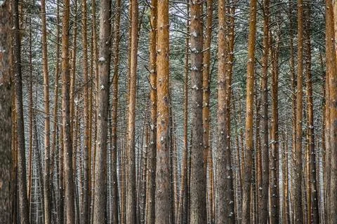 Background. Deciduous forest in winter. They stand very evenly Stock Photos
