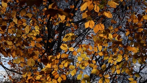 Background Deciduous leaves tree in winter landscape England UK 4K Stock Footage 120243081
