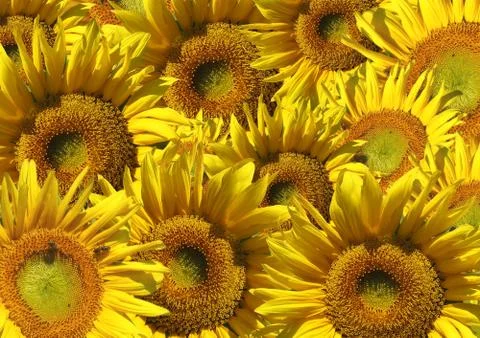 Background - decorative collage from sunflowers Stock Illustration