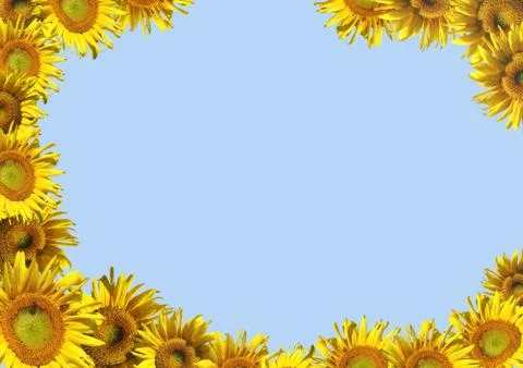 Background - decorative framework from sunflowers Illustrazione stock