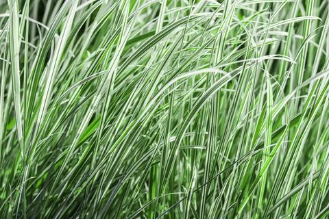 Background from decorative green and white grass. Arrhenatherum elatius bulbo Stock Photos