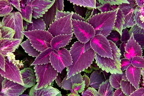 Background of decorative nettle closeup Stock Photos