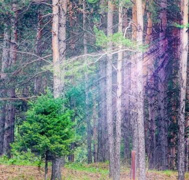 Background of deep forest with bright sunshine ray Stock Photos