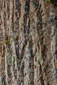 Background of deeply furrowed tree bark with mixed mosses Stock Photos