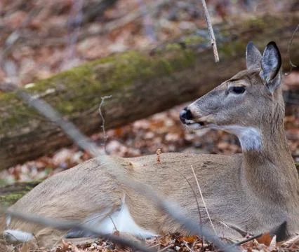 Background with a deer Stock Photos