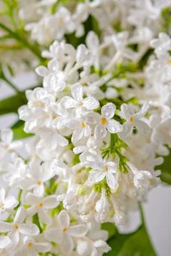 Background of delicate branches of blooming white lilac Stock Photos
