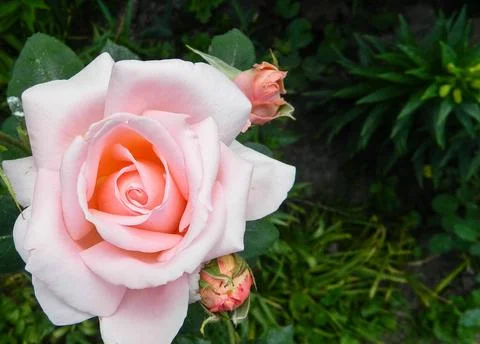 Background with delicate pink rose and buds Photos