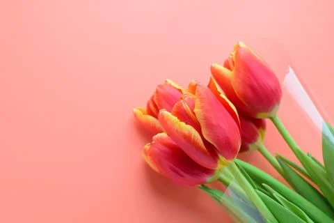 Background with delicate tulips Stock Photos